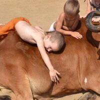 kenapa-sih-orang-india-sangat-menyayangi-sapi-ini-alasannya-gan