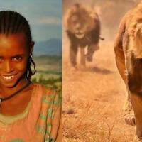 singa-ethiopia-ini-ternyata-berhati-malaikat-simak-ceritanya-gan