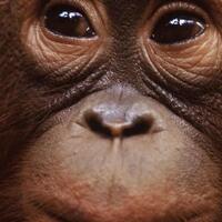 fakta-penemuan-orangutan-tanpa-kepala