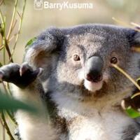 fakta-unik-koala-binatang-imut-yang-hobi-tidur