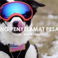 anjing-penyelamat-pesawat-terbang