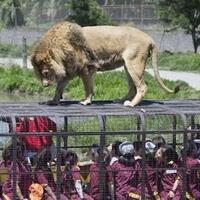 taman-safari-di-chile-menakutkanberani-coba