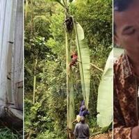 pisang-raksasa-di-papua