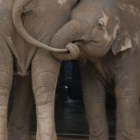 walau-bertubuh-besar-gajah-ternyata-takut-lebah