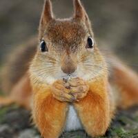 beginilah-aksi-para-tupai-mengikuti-olimpiade-musim-dingin