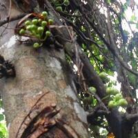 buah-bolok-di-sudut-kalimantan-timur