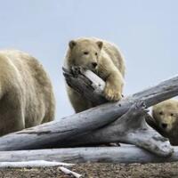 bahaya-pemanasan-global-es-di-kutub-utara-menipis-beruang-kutub-mengurus