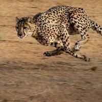 rahasia-citah-berlari-kencang