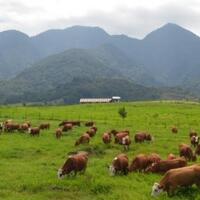sapi-import-dari-berbagai-negara-yang-di-kembang-biakkan-di-indonesia-part-1