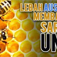 warbyasah-ada-lebah-australia-membangun-sarangnya-beda-seperti-ini