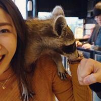 cantik-lagi-trendmelihara-raccoon-rakun--ini-bahayanya-gan