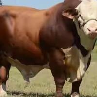 sapi-import-dari-berbagai-negara-yang-di-kembang-biakkan-di-indonesia-part-2