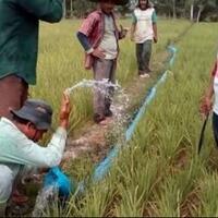 enam-kabupaten-di-aceh-alami-kekeringan