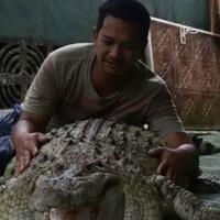 kisah-kojek-buaya-yang-dipelihara-seperti-kucing