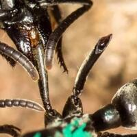 semut-ternyata-punya-quotdokterquot