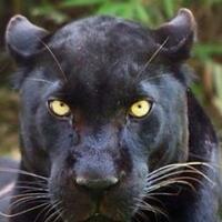 black-panther-terancam-punah