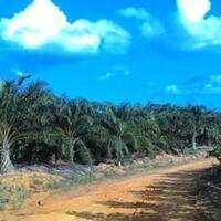 sukses-uje-urang-kadeng-ipil-sukses-kata-orang-kedang-ipil