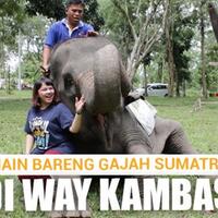 kaskus-nyobain-main-bareng-gajah-sumatra-di-way-kambas