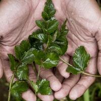 purwaceng-obat-kuat-nan-sehat-dari-pegunungan-dieng