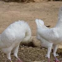 maltese-adalah-merpati-yang-tak-bisa-terbang