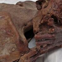 ditemukan-tato-tertua-pada-mumi-berusia-5000-tahun