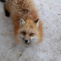 deket-deket-sama-rubah-berani-gan