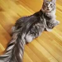 kenalin-nih-gan-cignus-kucing-lucu-pemegang-rekor-ekor-terpanjang-di-dunia