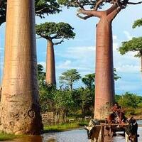 pohon-afrika-yang-berumur-panjang