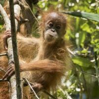 spesies-orangutan-tapanuli-jadi-kera-besar-paling-terancam-punah