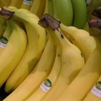 apa-itu-pisang-cavendish