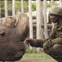 jenis-jenis-badak-yang-ada-di-dunia-saverhinos