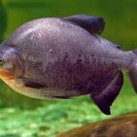ikan-hias-pacu-albino-yang-giginya-mirip-gigi-manusia