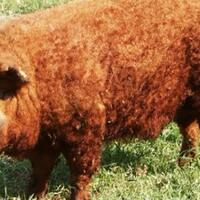 apa-itu-mangalica