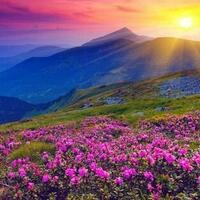 valley-of-flowers-lembah-bunga-seindah-surga-dari-india