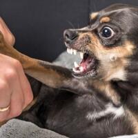 perkenalkan-namanya-rabies-si-virus-jahat