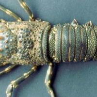 mengenal-jenis-jenis-lobster-dan-karakteristiknya