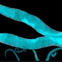 ribuan-cacing-dikirim-ke-luar-angkasa-untuk-mempelajari-kerja-otot-manusia