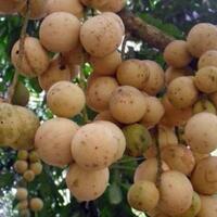 inilah-perbedaan-buah-duku-langsat-kokosan
