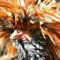 unik-banget-5-jenis-ayam-paling-langka-yang-ada-di-dunia