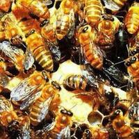 lebah-madu-yang-sudah-ditemukan-didunia