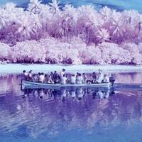 di-pulai-ini-daun-itu-warnanya-pink-gan