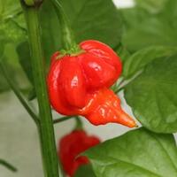 7-cabai-paling-pedas-di-dunia