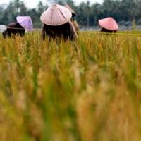 kucuran-keringat-para-petani-terkadang-tidak-dihargai