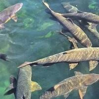 ikan-kancra-yang-harganya-menarik-untuk-dibudidayakan