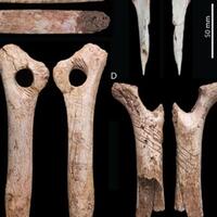 bukti-ritual-kanibalisme-di-masa-lalu