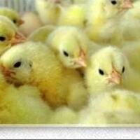 melihat-cara-kerja-di-tempat-industri-doc---day-old-chick--anak-ayam