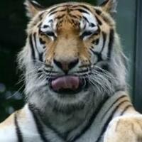 bonita-harimau-sumatra-yang-manja-dan-suka-bercanda