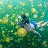 yuk-jelajahi-danau-ubur-ubur-ala-spongebob-di-lenmakana-misool