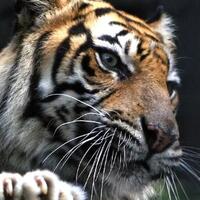 akhir---petualangan---bonita-si-harimau-sumatra-dan-tumor-di-tubuhnya