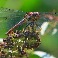 mengenal-sang-dragonfly-yuk
